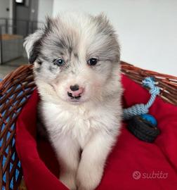 Cuccioli di border collie