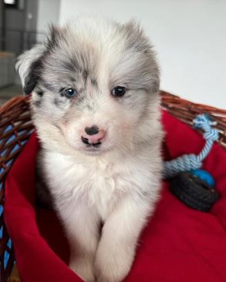Cuccioli di border collie