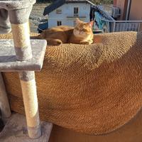 Gatto british gold monta