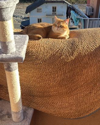 Gatto british gold monta