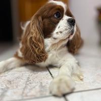 Fidanzata per Kavalier King