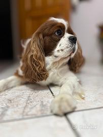 Fidanzata per Kavalier King