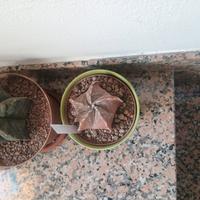 piante 