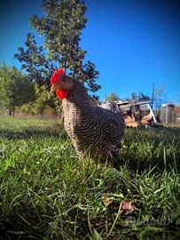 Gallo Amrock