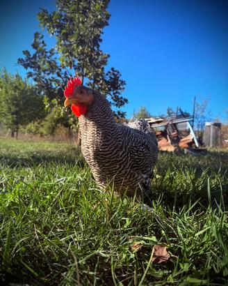 Gallo Amrock