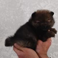 Spitz nano cuccioli