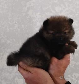 Spitz nano cuccioli