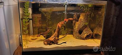 Betta e acquario completo come da foto