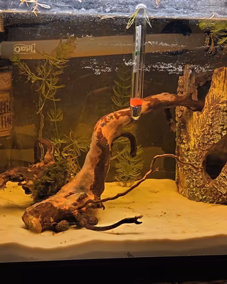 Betta e acquario completo come da foto