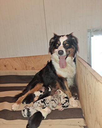 australian shepherd 