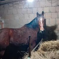 Cavallo per passeggiate