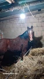 Cavallo per passeggiate