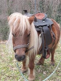 Pony docile