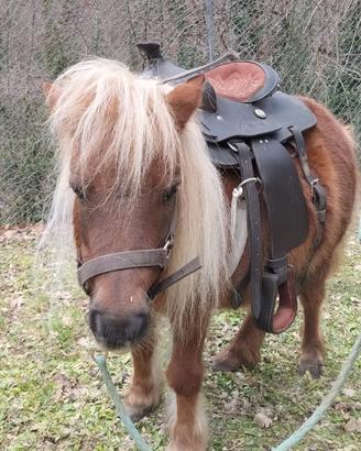 Pony docile