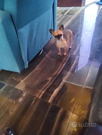 ucd chihuahua mini Toy 