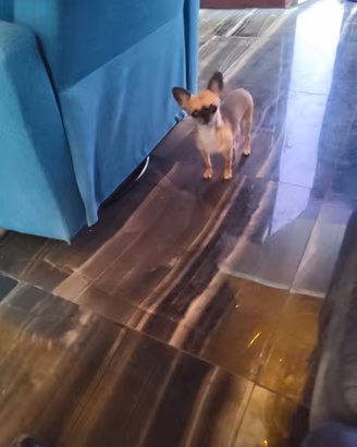 ucd chihuahua mini Toy 