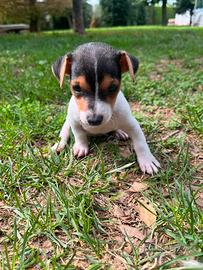 Femmine cuccioli jack russell terrier