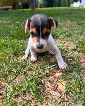 Femmine cuccioli jack russell terrier