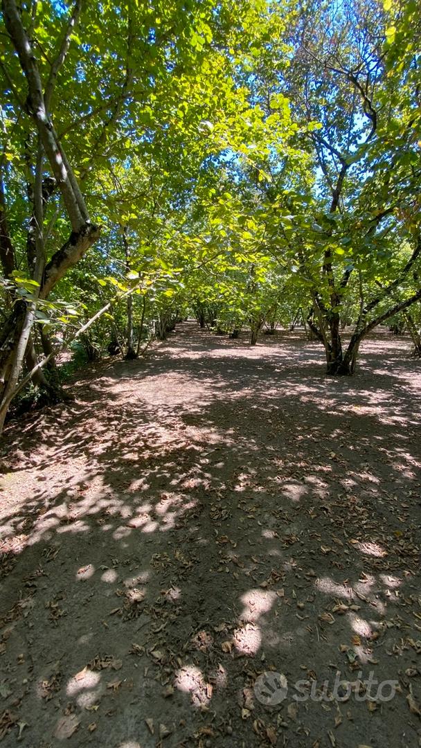 Terreno agricolo Altavilla Irpina - Altro