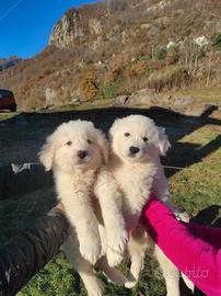 Cuccioli di Maremmano