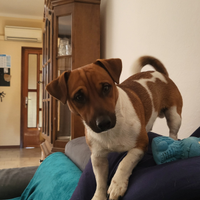 Jack Russell pronto per la accoppiamento. GRATIS