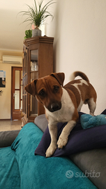 Jack Russell pronto per la accoppiamento. GRATIS