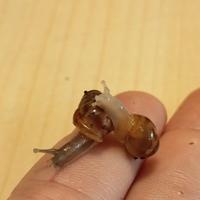 Achatina reticulata dark head e albino body - baby