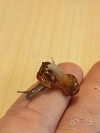 Achatina reticulata dark head e albino body - baby