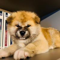 Cuccioli di akita inu Calabria