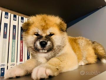 Cuccioli di akita inu Calabria