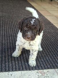 Cane da tartufo Lagotto romagnolo