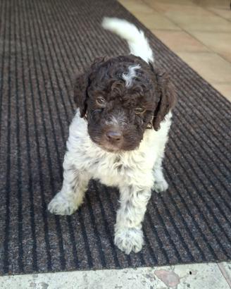 Cane da tartufo Lagotto romagnolo