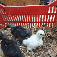 Pulcinotti moroseta,padovana ,australorp