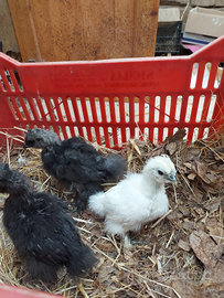 Pulcinotti moroseta,padovana ,australorp