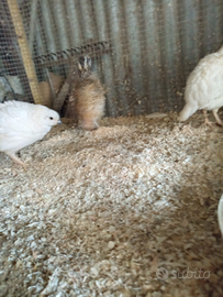 Colino della Virginia