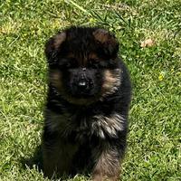 Cucciolo Pastore Tedesco