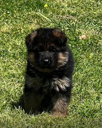 Cucciolo Pastore Tedesco