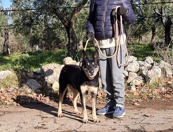 Tappina nonnina sprint in adozione