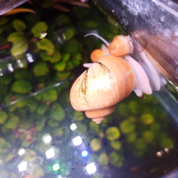 Lumache acquario ampullaria