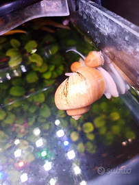 Lumache acquario ampullaria