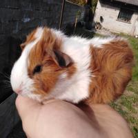 Cavia / Porcellino d'India