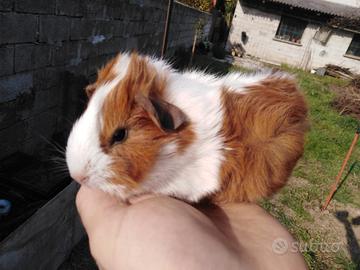 Cavia / Porcellino d'India