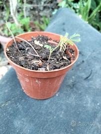 piante mimose