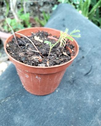 piante mimose