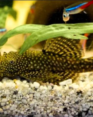 Ancistrus