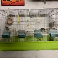 Coppia bengalini con gabbia