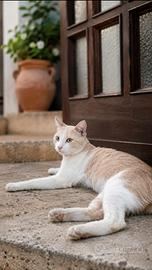 Gatto in Adozione - Dolce, Affettuoso