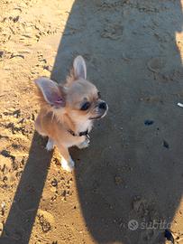 Chiuhuahua femminuccia