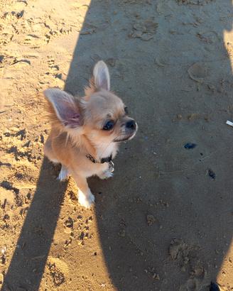 Chiuhuahua femminuccia