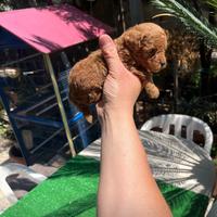 Barboncini mini toy